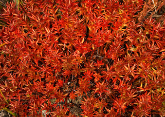 Fototapeta premium rhodiola quadrifida