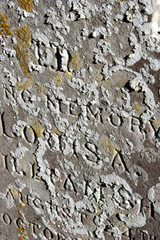 lichen on headstone