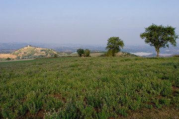 luzernes sur le causse (2)