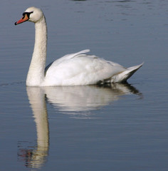 swan reflection