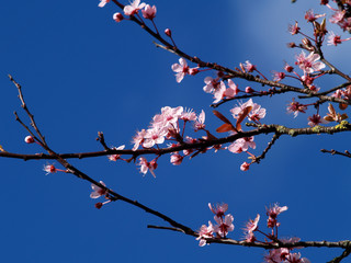 spring bloom