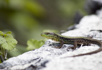 lizard in forest