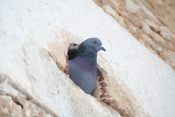 pigeonneau