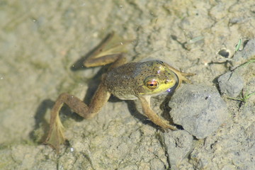 grenouille