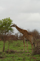 giraffe feeding