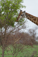 giraffe feeding © Victor Soares
