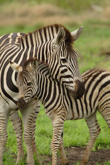 Fototapeta na wymiar Młoda zebra i mama