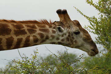 giraffe close-up