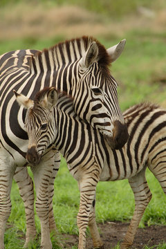 Fototapeta young zebra and mum