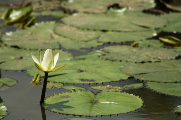 waterlily