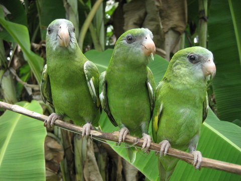 Junge Sperlingspapageien (Forpus) Psittacidae Familie.  Amazonas Regenwald, Brasilien