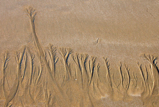 composition marine 1