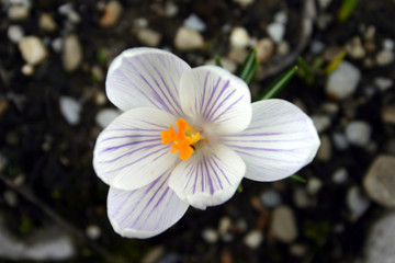 Fototapeta premium crocus blanc