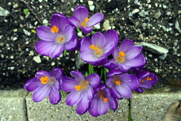 crocus violets