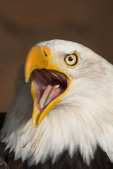 screaming eagle