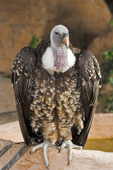 vulture