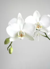 Photo sur Plexiglas Orchidée orchidée blanche