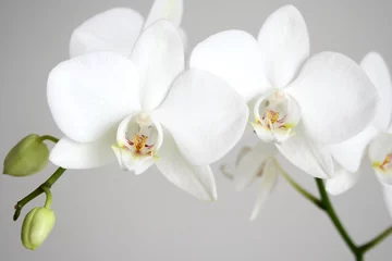Tuinposter witte orchidee © MARIBELL