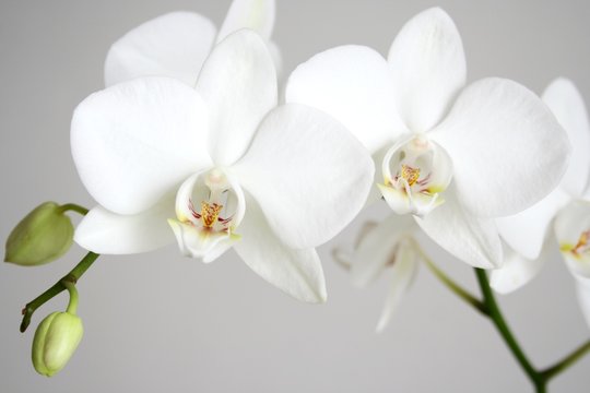 White Orchid