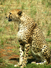 cheetah sits and waits
