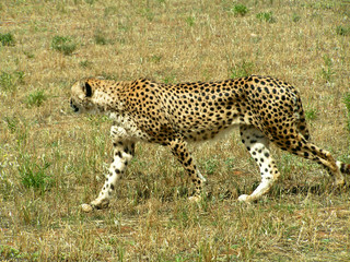 Fototapeta na wymiar cheetah on prowl