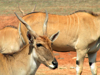 gazelle
