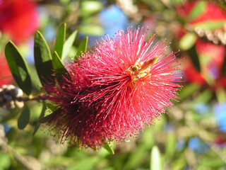 captain cook bottlebrush