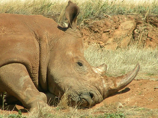 sleeping rhino