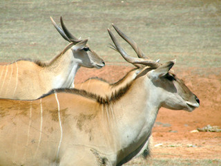 gazelle keeping eye on herd