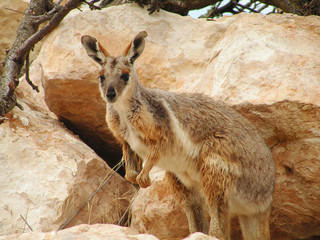 yellow-footed rock walllaby