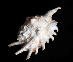sea cocklesshell