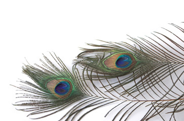 Naklejka premium peacock feathers on white background
