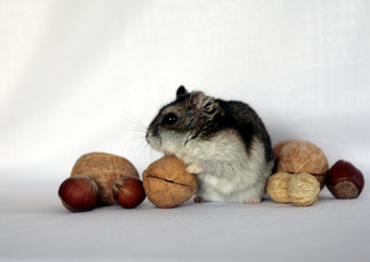 la noce &egrave; mia