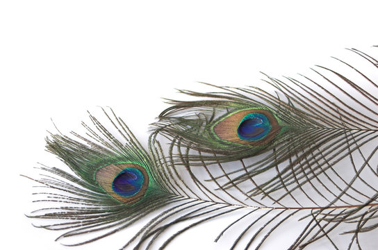 peacock feathers on white background