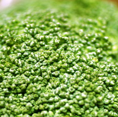 broccoli2