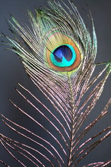 peacock feather