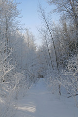 Fototapeta na wymiar winter path
