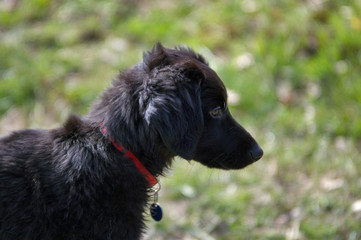 le petit labrador noir