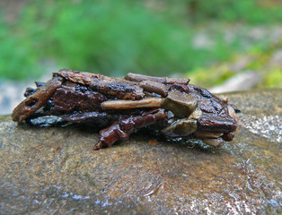 larve of caddis fly 1