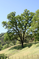 Fototapeta na wymiar california oak tree