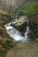 Naklejka premium creek in the forest