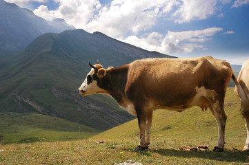 Fototapeta na wymiar brown cow in the mountains during summer