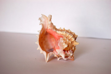 pink shell 06