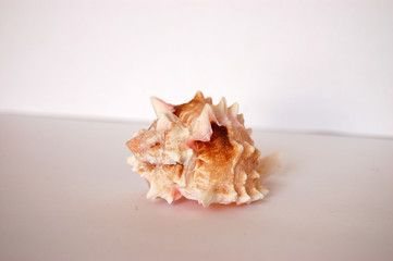 pink shell 07