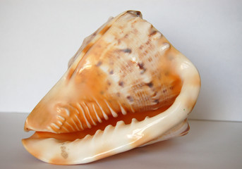 big shell 02