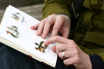 Obraz premium bird book