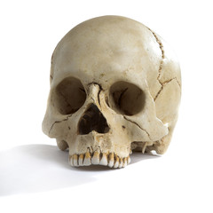 Obraz premium cranium