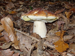 boletus edulis