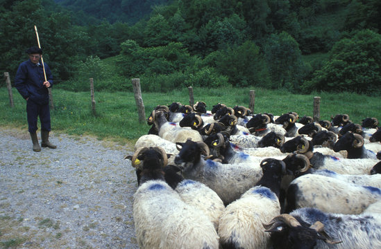 transhumance en pays basque - france