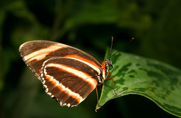 dryadula phaetusa butterfly